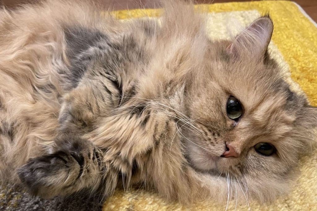 アートギャッベ納品事例　S様邸